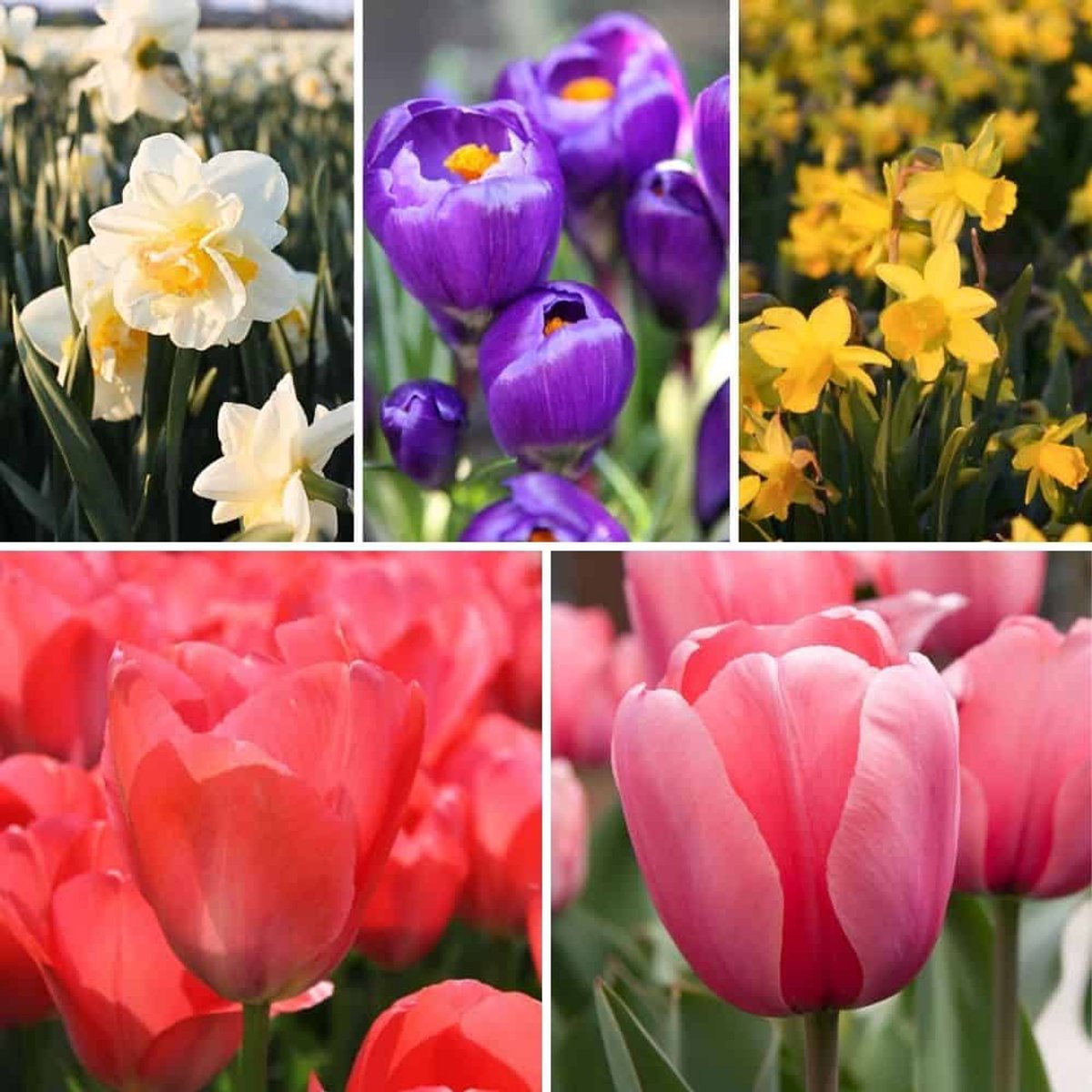 Bloembollenmix Medium Lasting Wild Mix - 50 bloembollen - meerjarig, verwilderend - krokussen, tulpen, narcissen - winterhard, voorjaarsbloeier - direct van de kweker - Flowerbulbs Amsterdam