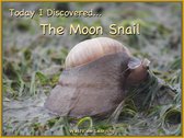 Today I Discovered - Today I Discovered The Moon Snail