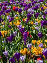 Verwilderingsbollen Pakket | 100 stuks | Meerkleurig | Voordeelverpakking