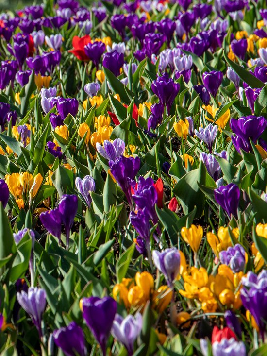 Verwilderingsbollen Pakket | 100 stuks | Meerkleurig | Voordeelverpakking