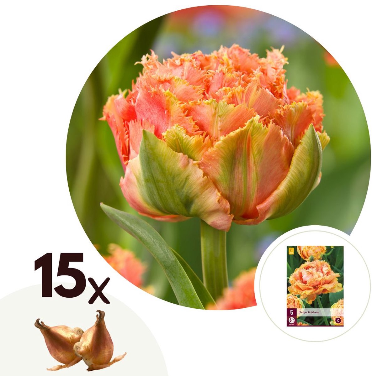 Plant in a Box - Tulipa Brisbane - Bloem bollen x15 - Tulp - Roze - Tulpen uit Holland