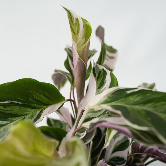 Close-up van Calathea Fusion White blad met witte, groene en roze strepen.