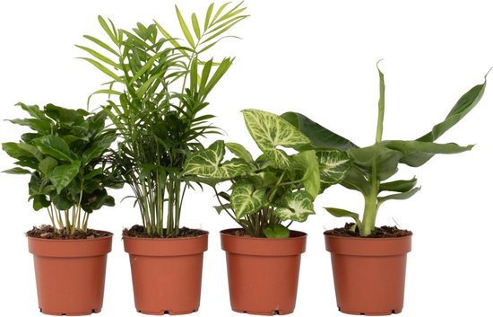 Plant in a Box - 4 luchtzuiverende kamerplanten