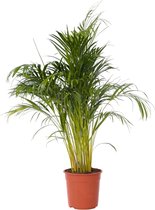 Plant in a Box - Dypsis Lutescens - Areca - Goudpalm - XXL Luchtzuiverende groene kamerplant - Pot 27cm - Hoogte 140-150cm