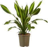 Kamerplant van Botanicly – Drakenboom – Hoogte: 100 cm – Dracaena fragr. Burley