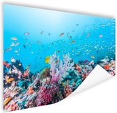 Poster récif coloré et corail 150x75 cm - Tirage photo sur Poster (décoration murale salon / chambre)