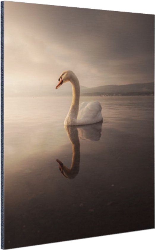 Swan sunset Aluminium 60x90 cm - Tirage photo sur aluminium (décoration murale métal)