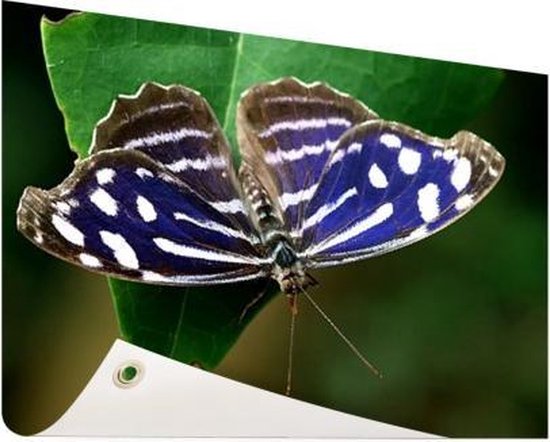 Blue Golf Butterfly Garden Poster 200x100 cm - Toile de jardin / Toile d'extérieur / Peintures d'extérieur (décoration de jardin) XXL / Groot format!