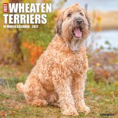 Softcoated Wheaten Terrier Kalender 2022