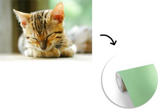 Papier peint photo peint vinyle - Un chaton endormi largeur 390 cm x hauteur 260 cm - Tirage photo sur papier peint (disponible en 7 tailles)