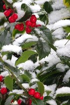 Jonge Amerikaanse Hulst boom | Ilex 'Nellie R. Stevens' | 100-150cm hoogte