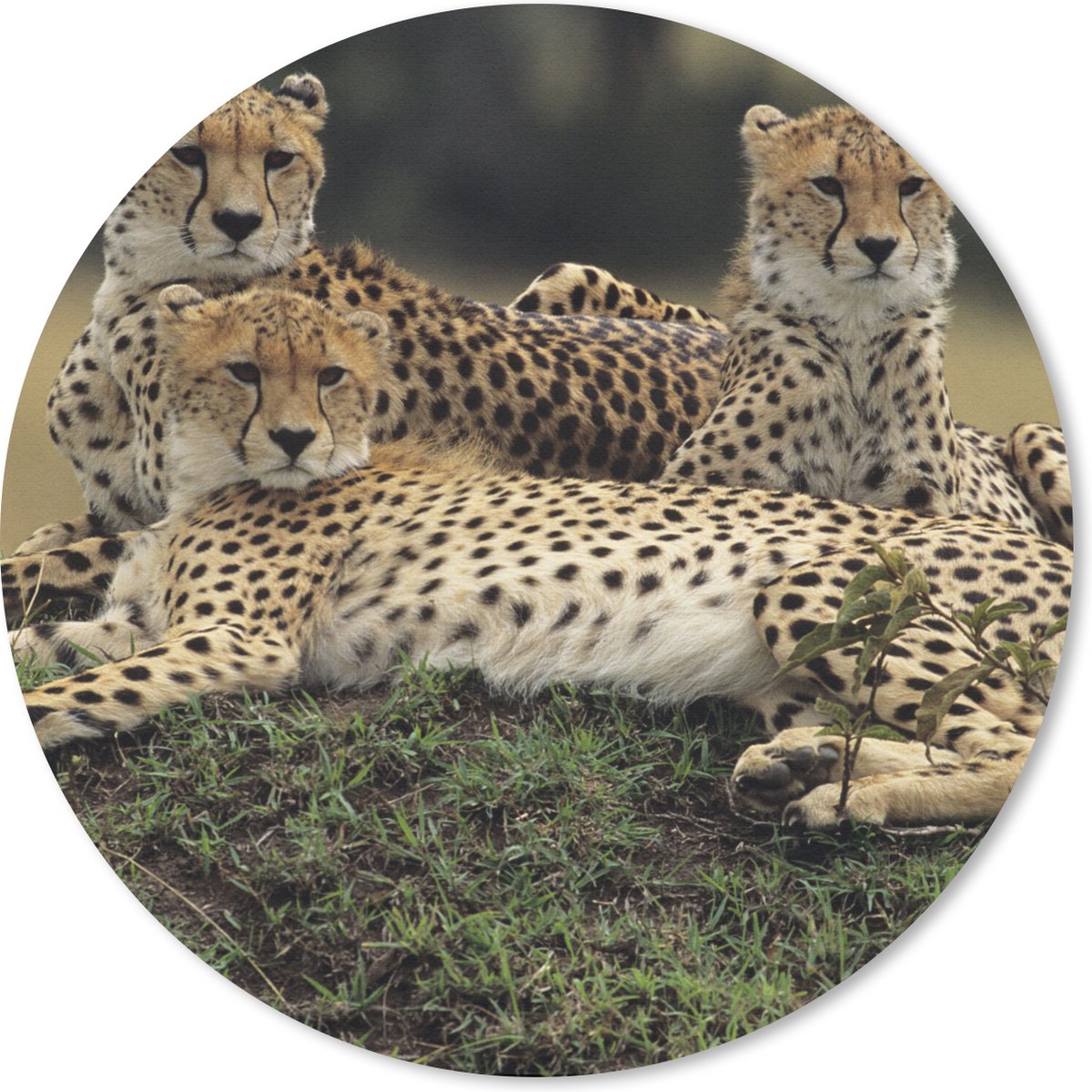 Muismat rond 30x30 cm - Mousepad Drie cheetahs op de savanne - Ronde muismatten