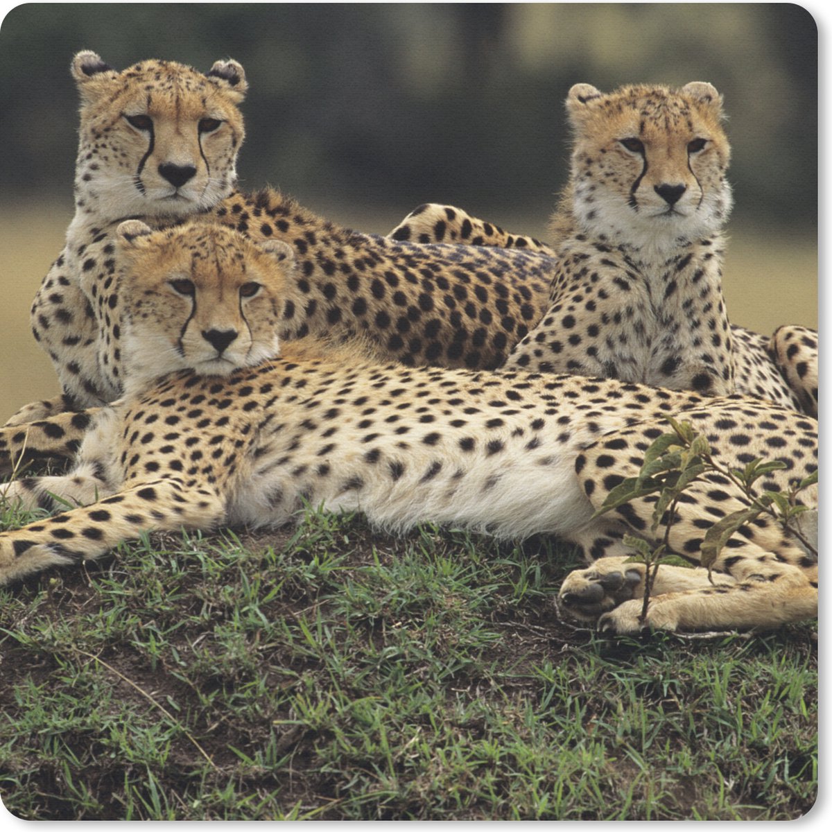 Muismat 20x20 cm - Mousepad Drie cheetahs op de savanne - Muismatten