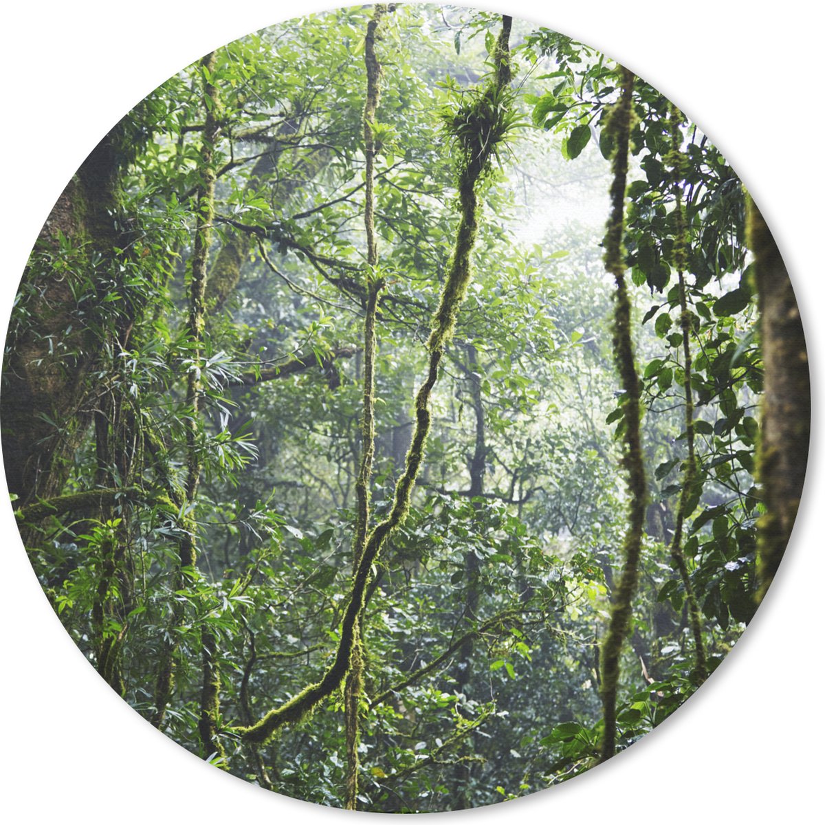 Muismat rond 40x40 cm - Mousepad Tropisch regenwoud - Ronde muismatten