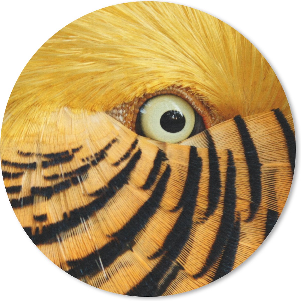 Muismat rond 40x40 cm - Mousepad Close-up van het oog van een vogel met gele veren en zwarte strepen - Ronde muismatten