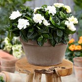 Gardenia Jasminoides - Kaapse Jasmijn - wit - ↑25-30 cm - Ø13 cm