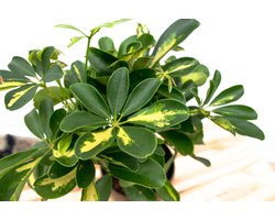 Schefflera Gold Capella op stam - 50cm