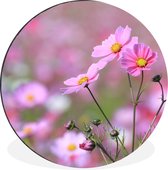 Fleurs - Extérieur - Rose