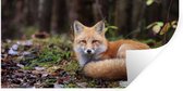 Stickers Stickers muraux - Renard - Forêt - Animal - 80x40 cm - Film adhésif