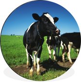 WallCircle - Cercle Mural - Cercle Mural - Vaches - Herbe - Animaux - Aluminium - Dibond - 90x90 cm - Intérieur et Extérieur