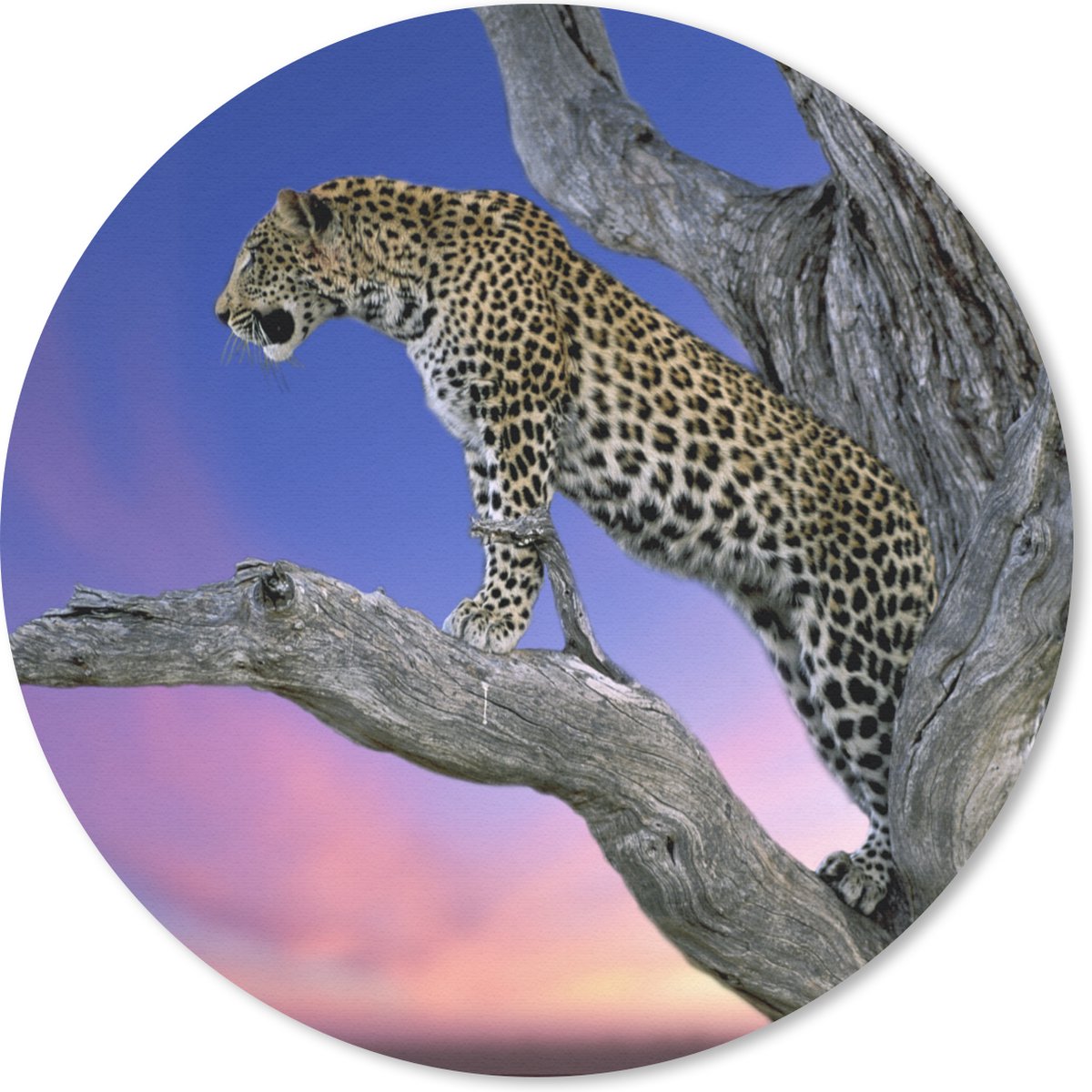 Muismat rond 40x40 cm - Mousepad Luipaard - Boom - Tak - Ronde muismatten