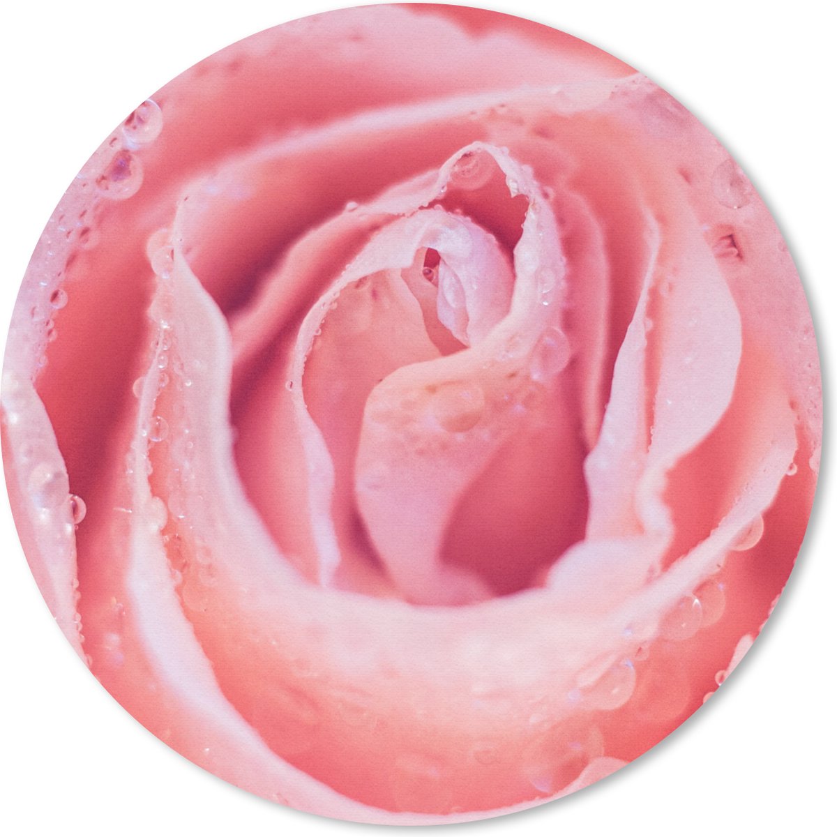 Muismat - Mousepad - Rond - Ochtenddauw op de bloembladen van roze roos - 50x50 cm - Ronde muismat