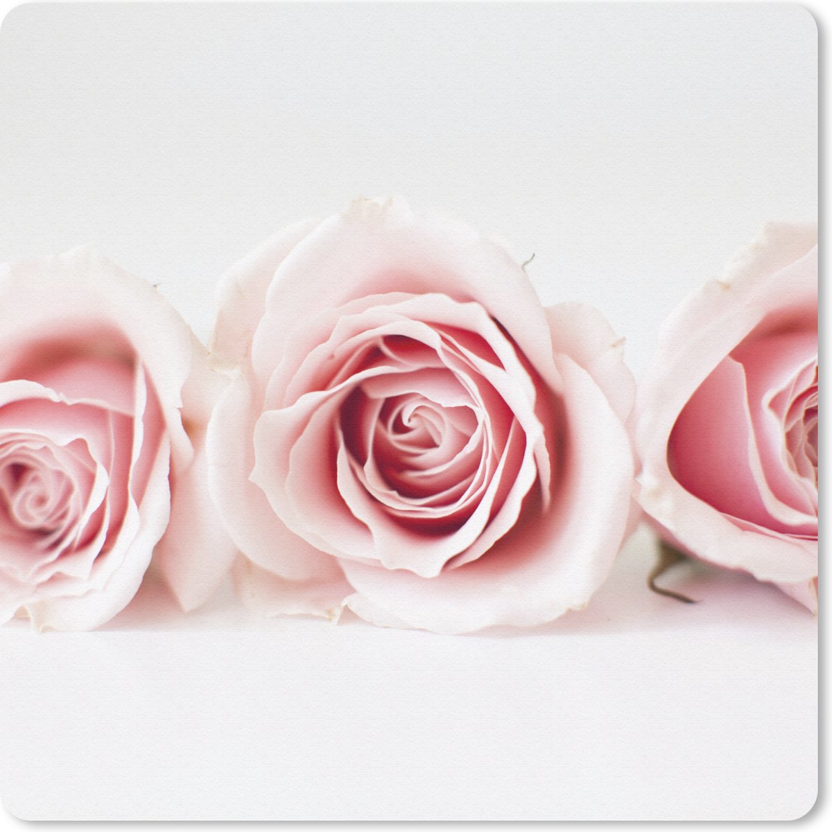Muismat 20x20 cm - Mousepad Studioshot van drie roze rozen naast elkaar - Muismatten