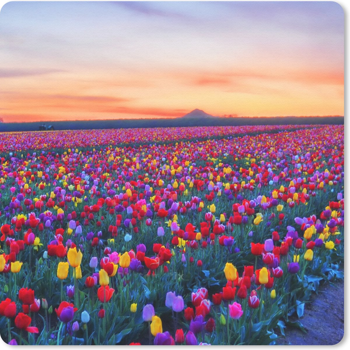 Muismat 20x20 cm - Mousepad Tulpen - Regenboog - Horizon - Muismatten