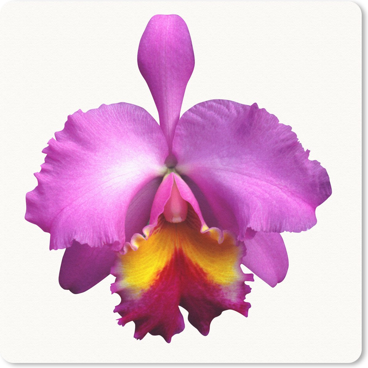 Muismat 20x20 cm - Mousepad Close-up Orchidee - Muismatten