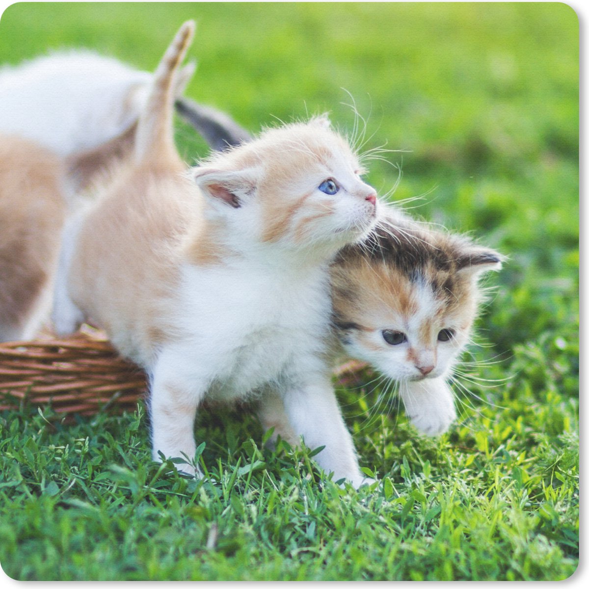 Muismat 20x20 cm - Mousepad Kittens - Kat - Mand - Meisjes - Kinderen - Jongens - Kids - Muismatten