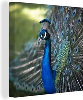 Canvas Schilderij Pauw - Vogels - Blauw - 90x90 cm - Wanddecoratie