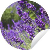 Tuincirkel Heldere paarse lavendel in de natuur - 60x60 cm - Ronde Tuinposter - Buiten