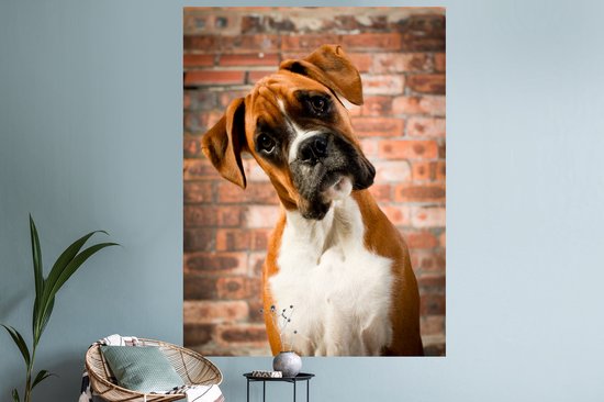 Stickers muraux - Film autocollant - Boxer regarde en diagonale vers la caméra - 120x160 cm - Film adhésif - Stickers muraux chambre d'enfant - Papier peint autocollant XXL - Papier peint autocollant - Film autocollant