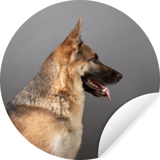 Vue latérale d'un autocollant de papier peint de cercle de chien de berger allemand 80x80 cm / cercle de papier peint / cercle de mur / cercle vivant - autocollant et coupe ronde