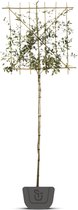 Steeneik als leiboom | Lei-Quercus Ilex | Stamomtrek: 6-8 cm | Stamhoogte: 200 cm | Rek: 120 cm