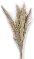 Pluim pampas gras naturel (8 stuks)