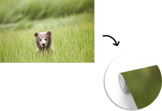 Papier peint photo peint photo vinyle - Ours Grizzly en herbe haute largeur 330 cm x hauteur 220 cm - Tirage photo sur papier peint (disponible en 7 tailles)