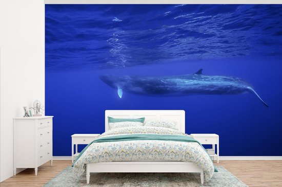 Papier peint photo vinyle - Baleine bleue sous la surface de l'eau largeur 345 cm x hauteur 220 cm - Tirage photo sur papier peint (disponible en 7 tailles)