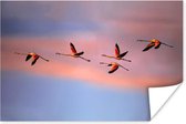 Poster Flamingo's vliegen in de lucht - 60x40 cm