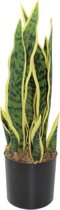 Sansevieria Kunstplant 50cm | Sansevieria Woestijnplant Kunstplant | Kunstplanten voor Binnen | Sansevieria Kleine Kunstplant