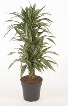 Kamerplant van Botanicly – Drakenboom – Hoogte: 95 cm – Dracaena fragrans Ulises