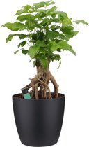 Kamerplant van Botanicly – China Doll plant incl. sierpot zwart als set – Hoogte: 50 cm – Radermachera sinica