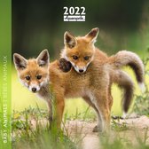 Baby Animals Kalender 2022