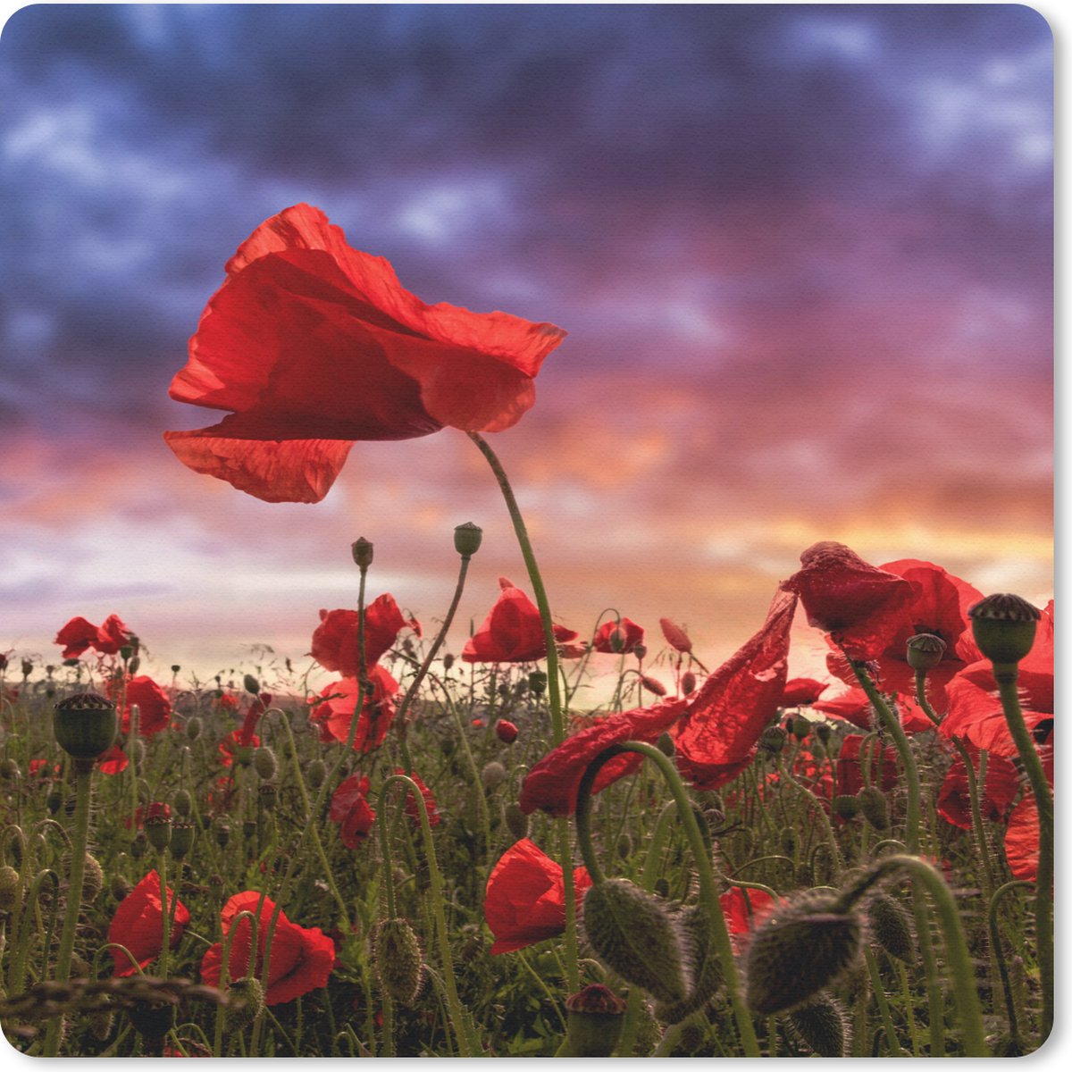 Muismat 30x30 cm - Mousepad Klaproos - Bloemenveld - Rood - Muismatten