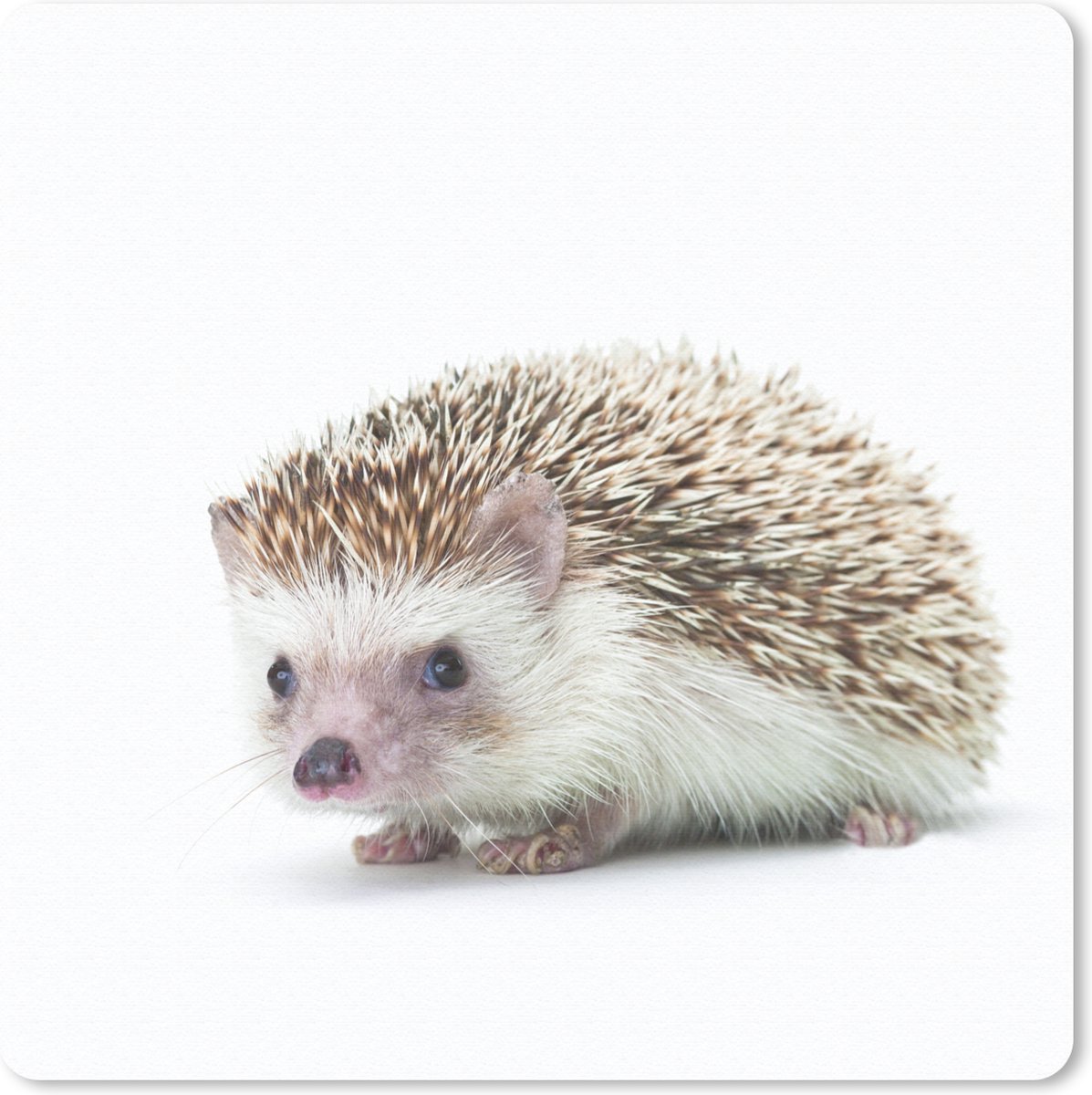 Muismat 20x20 cm - Mousepad Egel - Dieren - Wit - Muismatten