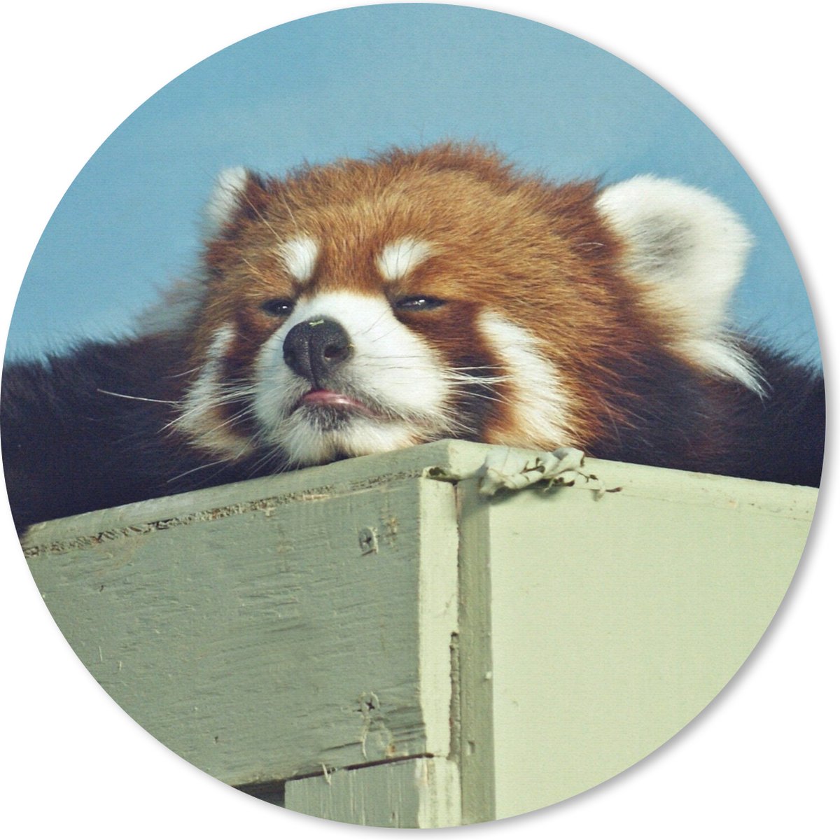 Muismat rond 50x50 cm - Mousepad Panda - Hout - Rood - Ronde muismatten