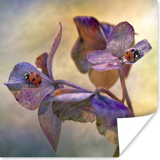 Twee lieveheersbeestjes op bloemen Poster - Foto print op Poster (wanddecoratie)