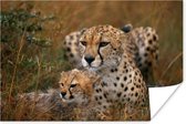Poster Cheeta's zitten samen - 120x80 cm