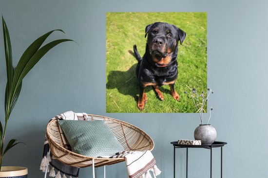 Stickers muraux - Film autocollant - Rottweiler regardant son propriétaire - 80x80 cm - Film adhésif - Stickers muraux Chambre d'enfant - Papier peint autocollant - Papier peint autocollant - Film autocollant
