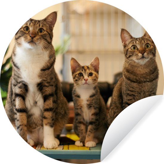 WallCircle - Stickers muraux - Cercle de Papier Peint - Trois Chats sur une Petite Table - 30x30 cm - Cercle Mural - Auto-Adhésif - Autocollant Rond de Papier Peint